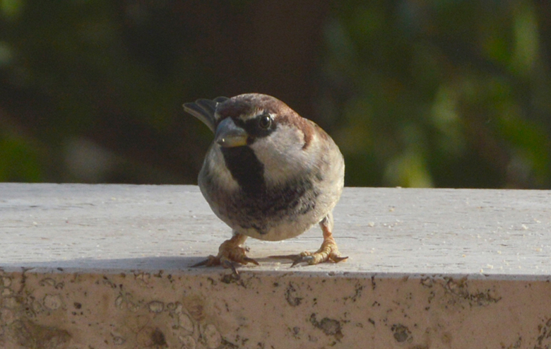 Domanda su Passero